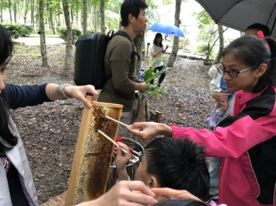 「森林蜜」讓民眾森了解白千層、烏桕、桉樹、油桐等豐富林相，為蜜蜂的蜜源植物來 (1)